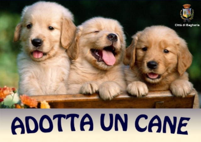 Una nuova sezione del sito web comunale dedicata all'adozione dei cani.